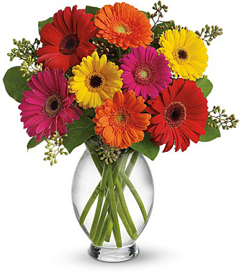Teleflora's Gerbera Brights from Rees Flowers & Gifts in Gahanna, OH